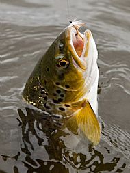 One on a Loch Ordie