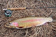 Spencer's Monster