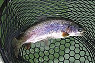 A Netted 'Bow'