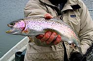A Fish in the Hand