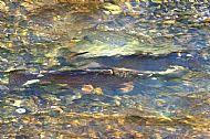 Spawning Rainbows
