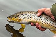 Gold on Grey 3