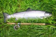 An Alness Springer