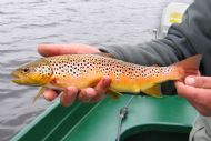 Toftinghall Brownie