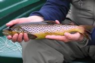 Another Tofty Brownie