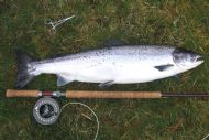 Upper Fairburn Springer