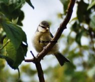 Blue Tit