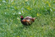 Male Pheasant
