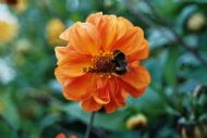 Orange Flower 1