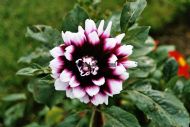 Purple Flower