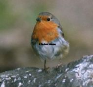 Robin