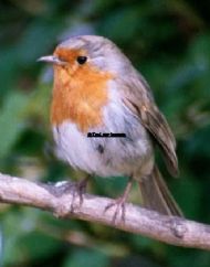 Robin