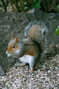 Grey Squirrel