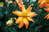 Orange Flower 2