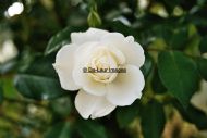 White Flower 2