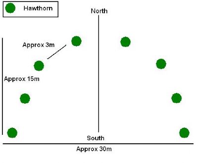 hawthorn