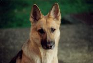 Jessie, my first GSD, gone way too soon - 25/02/1987 – 12/04/1995