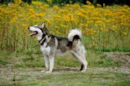 Nico, my first Mal, a real challenge - 13/09/1991 â€“ 10/01/2004