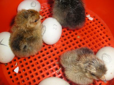 little silkies