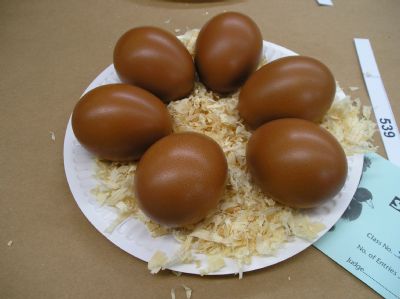 welsummer eggs at southport show