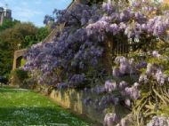 wisteria