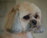 Lhasa Apso