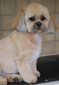 Lhasa Apso