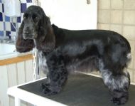 Cocker Spaniel