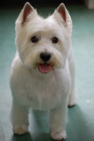 Westie