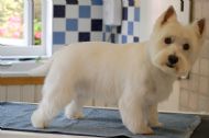 Westie