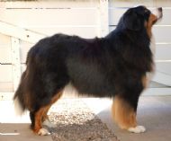 Bernese Mountain Dog