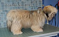 Lhasa Apso puppy - before