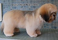 Lhasa Apso puppy - after