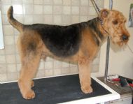 Airdale Terrier