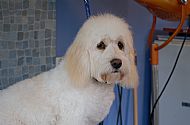 Cockerpoo