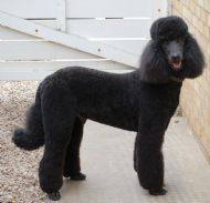 Standard Poodle