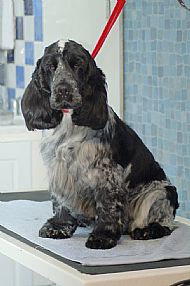 Cocker Spaniel Puppy