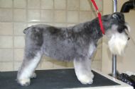 Min. Schnauzer