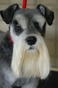 Min. Schnauzer