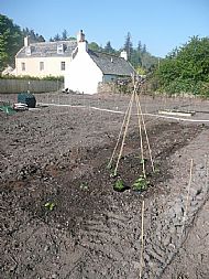 Runner Beans Wigwam