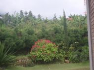 Ada Buah Naga dong...