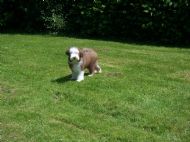 Dennis at 8 weeks