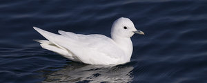 Cs Planning Development 11 Species At Risk Investigation Can img