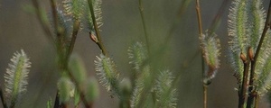 Ecology Ecology