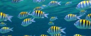 Water Resource & Quality Water Resource & Quality