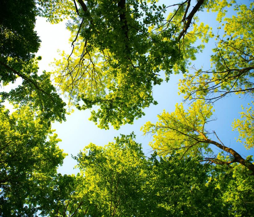 forest