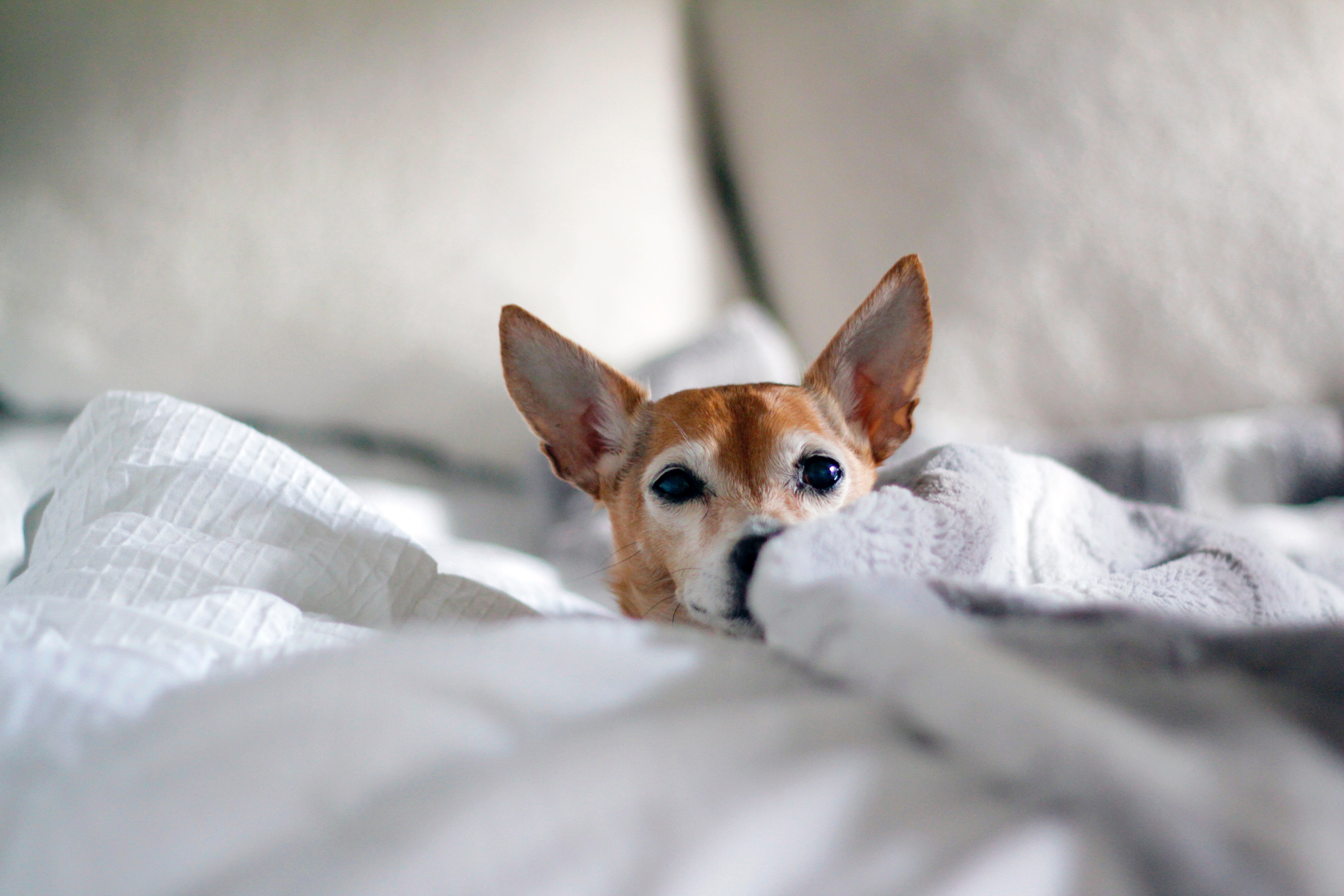 Our favourite dogfriendly hotels in the Cotswolds Sawday's