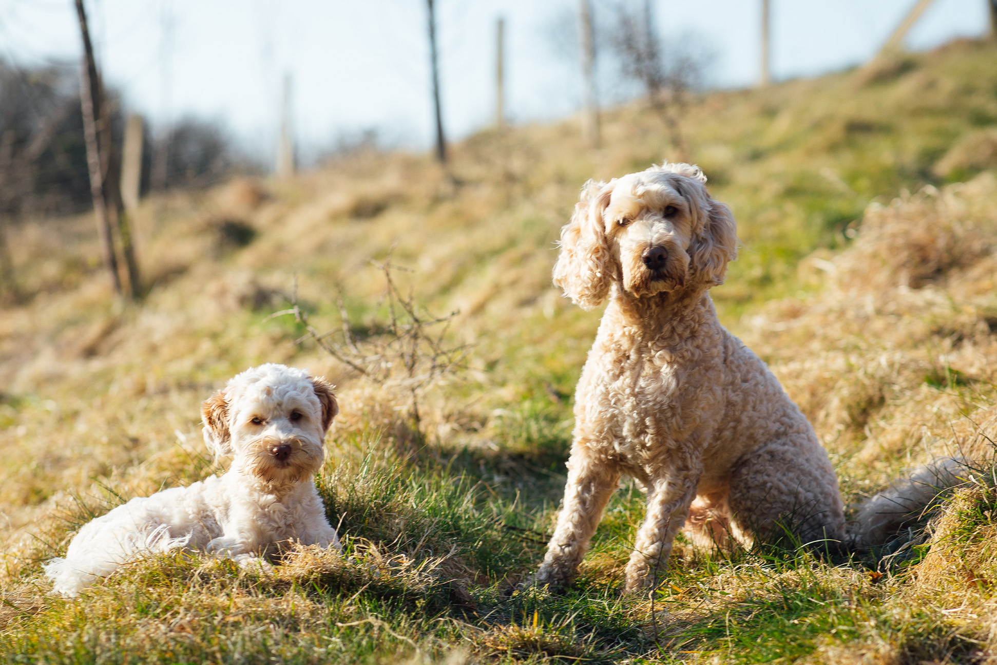 Dog-friendly walks Norfolk