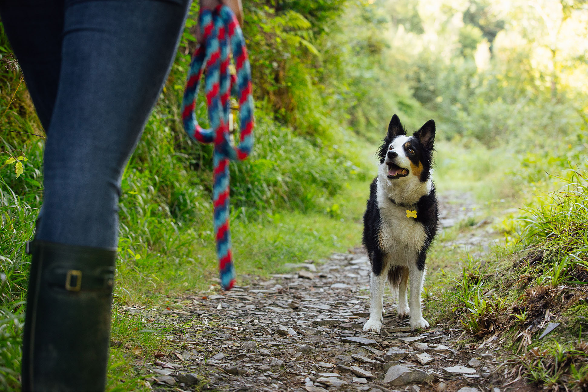 Dog-friendly walks
