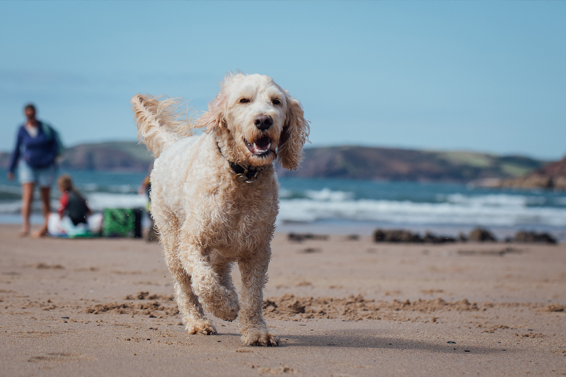 Dog-friendly beaches